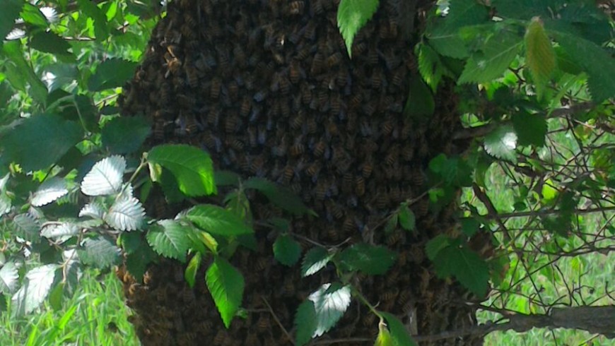 Nuovi ospiti a Borgo Montello