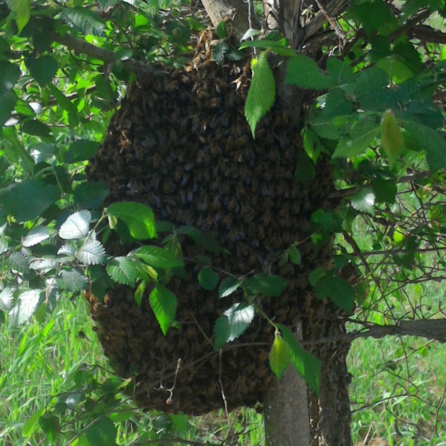 Nuovi ospiti a Borgo Montello