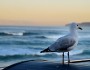 I gabbiani tornano al mare a pescare